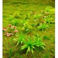 thumbnail image 3 of 90 Uds Mini modelo de árboles, plantas, flores, arbustos verdes, modelo de arbusto, plantas artificiales, modelo de tren, paisaje, arquitectura, modelo de flor, paisaje, 3 of 5
