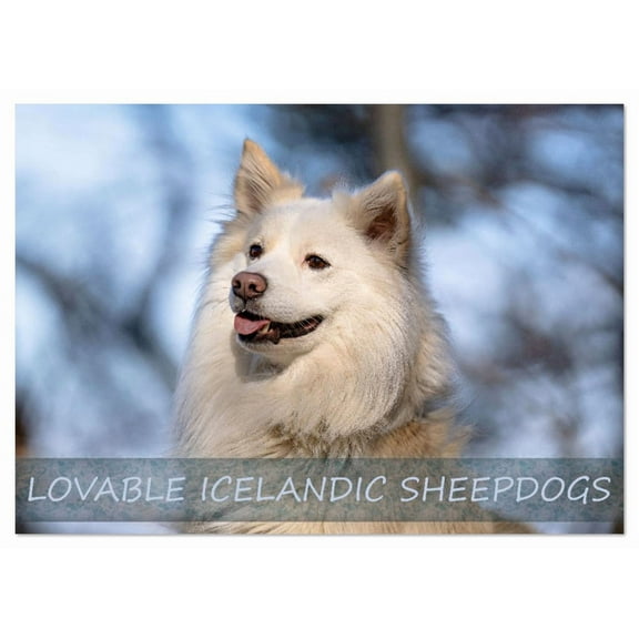LOVABLE ICELANDIC SHEEPDOGS (Monthly Wall Calendar 2026 11.7 x 16.5 (open)), CALVENDO 14 Month Calendar