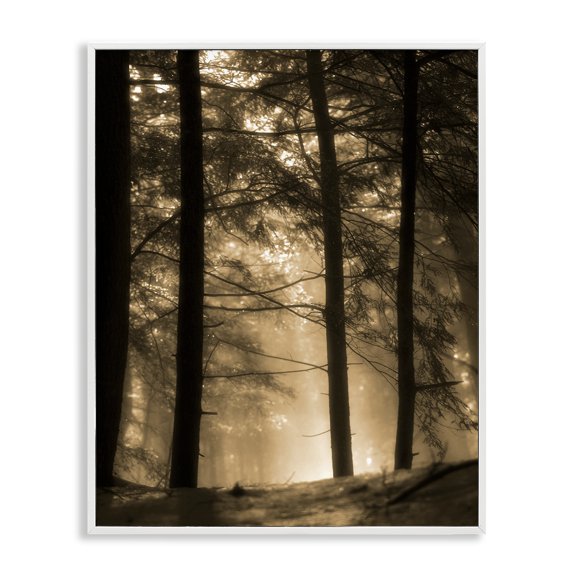 Stupell Industries Farmhouse Light Through Forest Tree Top Foggy Woodland Photography White Framed Giclee Art, 11 x 14, by Daniel Sproul