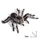 thumbnail image 1 of Figuras de animales realistas de Flormoon - Modelo de acción de araña Figuras de juguete de insectos realistas Flormoon Flormoon, 1 of 2