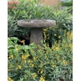 thumbnail image 4 of Nature's Way Farms Thryallis Live Plant (25-30 in. Tall) in Grower Pot, 4 of 4