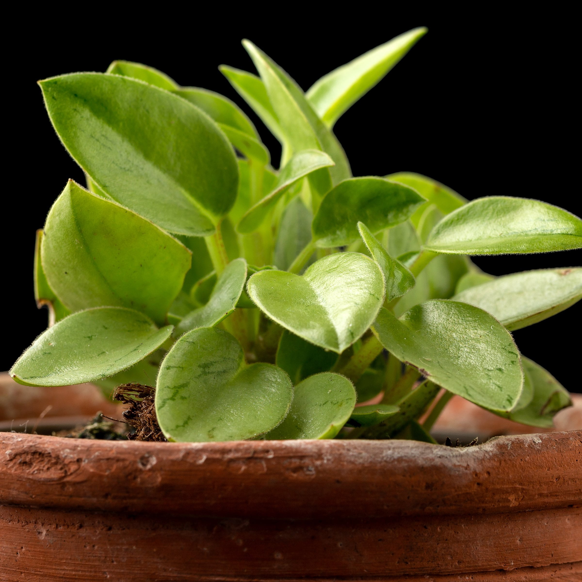4 in. Peperomia Pixie Lime Plant in Grower Container (3-Pack)