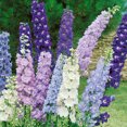 thumbnail image 2 of Delphinium Elatum Magic Fountains Crystal Flower Seed Mix - 200 Seeds, 2 of 3