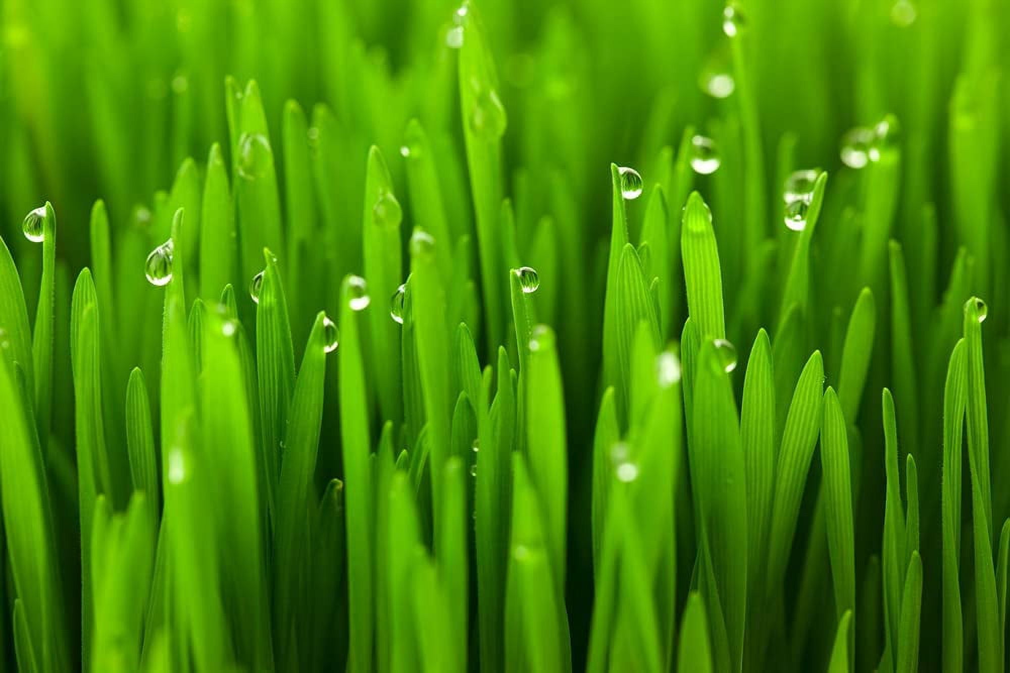 Cat Grass Seeds for Planting - 25 Pounds - Nutritious and Tasty Treat for Cats and Other Animals.