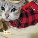 thumbnail image 3 of Jersey para perros KYEESE, vestido navideño para perros pequeños y medianos, 3 of 9