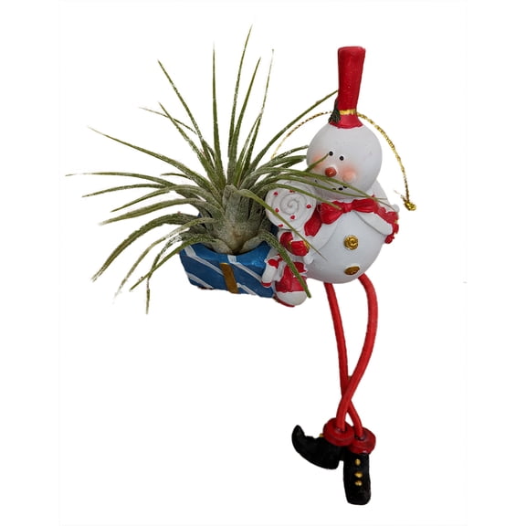 Living Christmas Ornament - Frosty the Snowman - Air Plant - Tillandsia