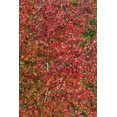 thumbnail image 2 of Lee Peterson 13x18 White Modern Wood Framed Wall Art Titled - Fall Leaves II, 2 of 5