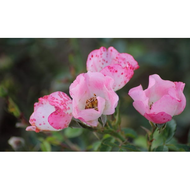 Laminated Poster Flowers Nature Pink Flower Spotted Plant Poster Print 24 X 36 Walmart Com Walmart Com