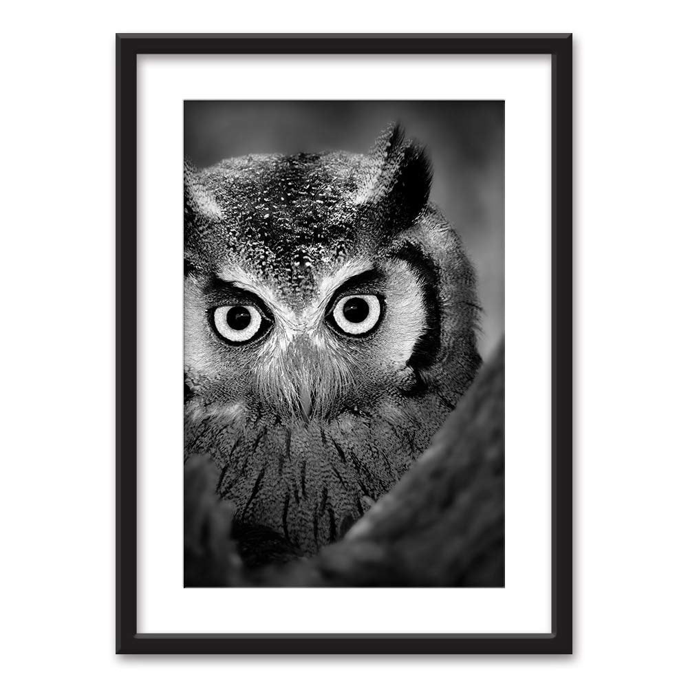 Black Picture Frames White Matting an Owl in Black White wall26 Framed Wall Art