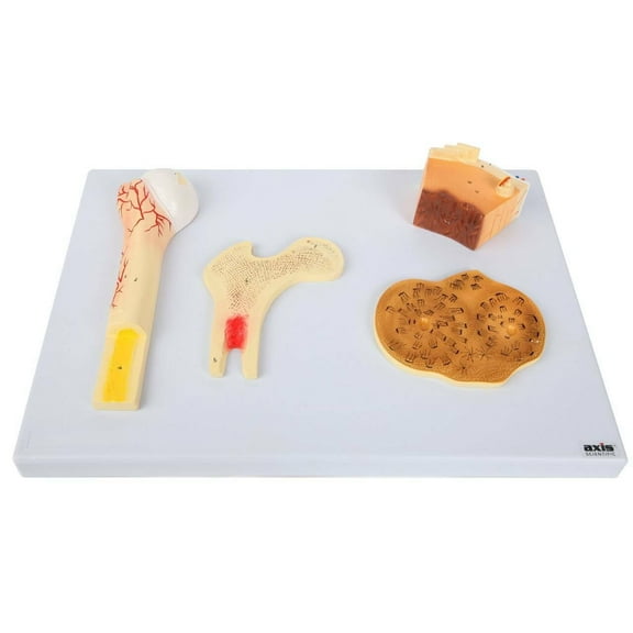 Axis Scientific Human Bone Microstructure with Long Bone Osteon - Includes Product Manual, Human anatomy system miniature, mini figure, demonstration skill educational model