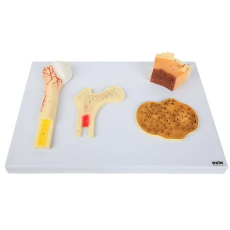 Axis Scientific Human Bone Microstructure with Long Bone Osteon - Includes Product Manual  Human anatomy system miniature  mini figure  demonstration skill educational model price history on PriceWatchPro