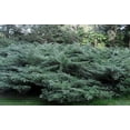 thumbnail image 3 of Blue Pfitzer Juniper - 3 Live Plants - Juniperus Chinensis - Drought Tolerant Cold Hardy Evergreen Ground Cover, 3 of 4