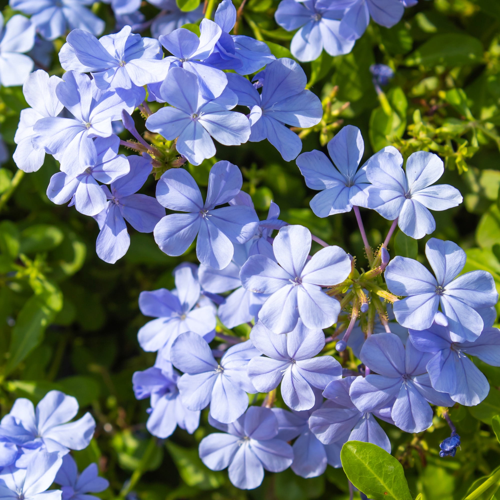 Altman Plants Plumbago Capensis Flowers, 2.5 Qt. Pot, Full Sun, Live Outdoor Plants
