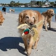 thumbnail image 4 of Modeling Pet Toy Dog Soothing Companion Voice Doll for Interactive and Anxiety, 4 of 4