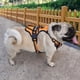 thumbnail image 4 of Nylon Adjustable Dog Harness Personalized Reflective Dog Harness Vest Breathable Pet Harness Leash For Small Medium Large Dogs ShopWise Round, 4 of 14