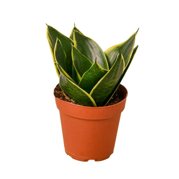 Snake Plant Emerald Star, 4" Pot, Indoor Houseplant, Easy Care, Live Plant for Indoor & Outdoor