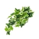 thumbnail image 5 of Lifelike Plastic Plant, Plastic Reptile Plant Environmental Protection With Suction Cup For Fish Tank For Reptiles Terrarium ANGGREK Vid de hoja de estrella, 5 of 8