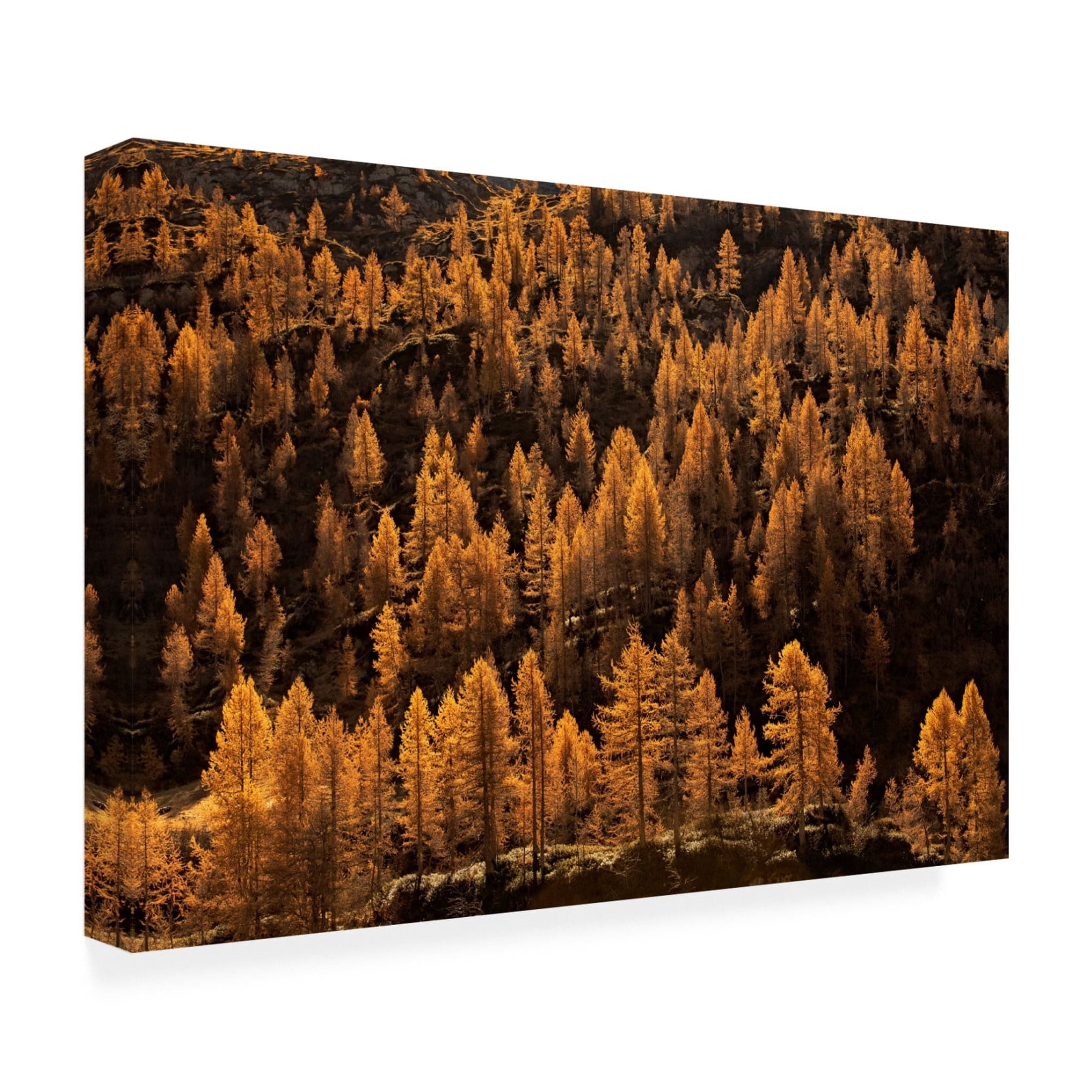 Canvas Wall Art - Michel Manzoni 'Larches In Autumn' Wall Art for Living Room, Bedroom, or Office Décor by Trademark Fine Art - 47 x 30 Inches