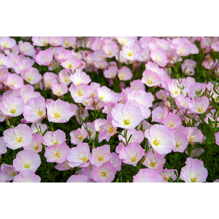 1000 Pink Evening Primrose (Oenothera Speciosa) Flower Seeds - USA Grown, Heirloom, Non-GMO
