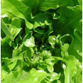 thumbnail image 2 of Royal Oak Leaf Salad Lettuce - 3" Pot - Live Plant, 2 of 4