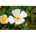 thumbnail image 5 of 1000 Seeds WHITE CALIFORNIA POPPY Eschscholzia Californica Flower Seeds, 5 of 11