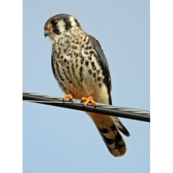 Laminated Poster American Kestrel Falcon Bird Kestrel American Poster Print 24 X 36