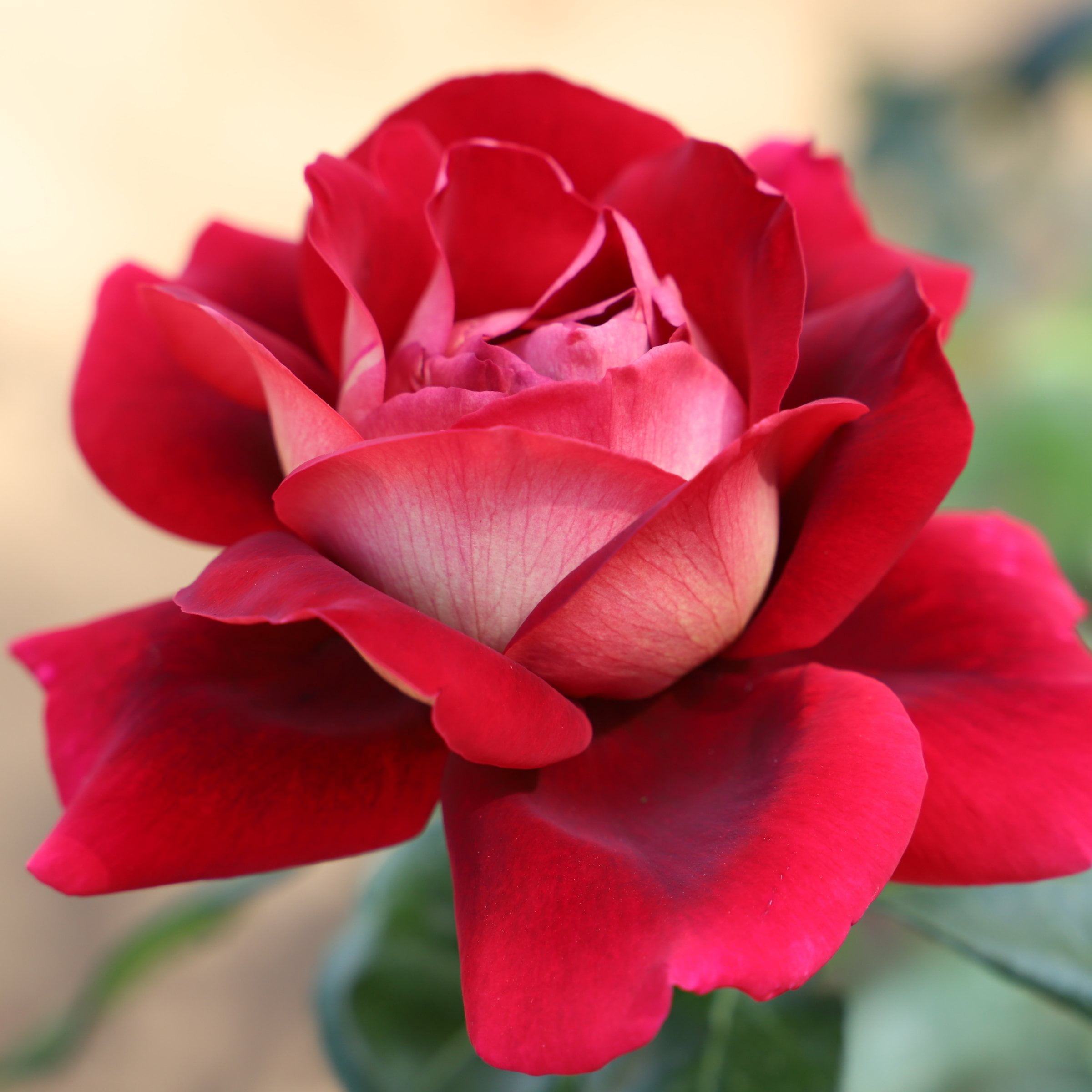 National Plant Network Bare Root Love Rose