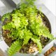 thumbnail image 1 of Mini Fish Tank Aquarium StarterKits Mute Water Flow Filter B, 1 of 5