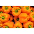 thumbnail image 2 of Orange Sun Sweet Bell Pepper Seeds, 100 Heirloom Seeds Per Packet, Non GMO Seeds, 2 of 6