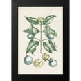 thumbnail image 2 of Vision Studio 17x24 Black Modern Framed Museum Art Print Titled - Buchoz Tropicals VII, 2 of 5