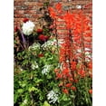 thumbnail image 6 of 5 Seeds AFRICAN FLAG Chasmanthe Floribunda Cornflag Red Orange Hummingbird Flower Seeds, 6 of 11