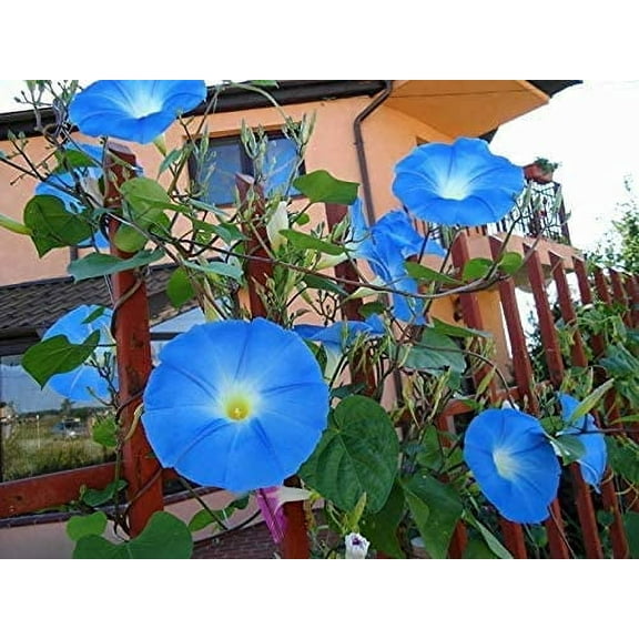 CZ Grain 300 Blue Morning Glory Plant Seeds