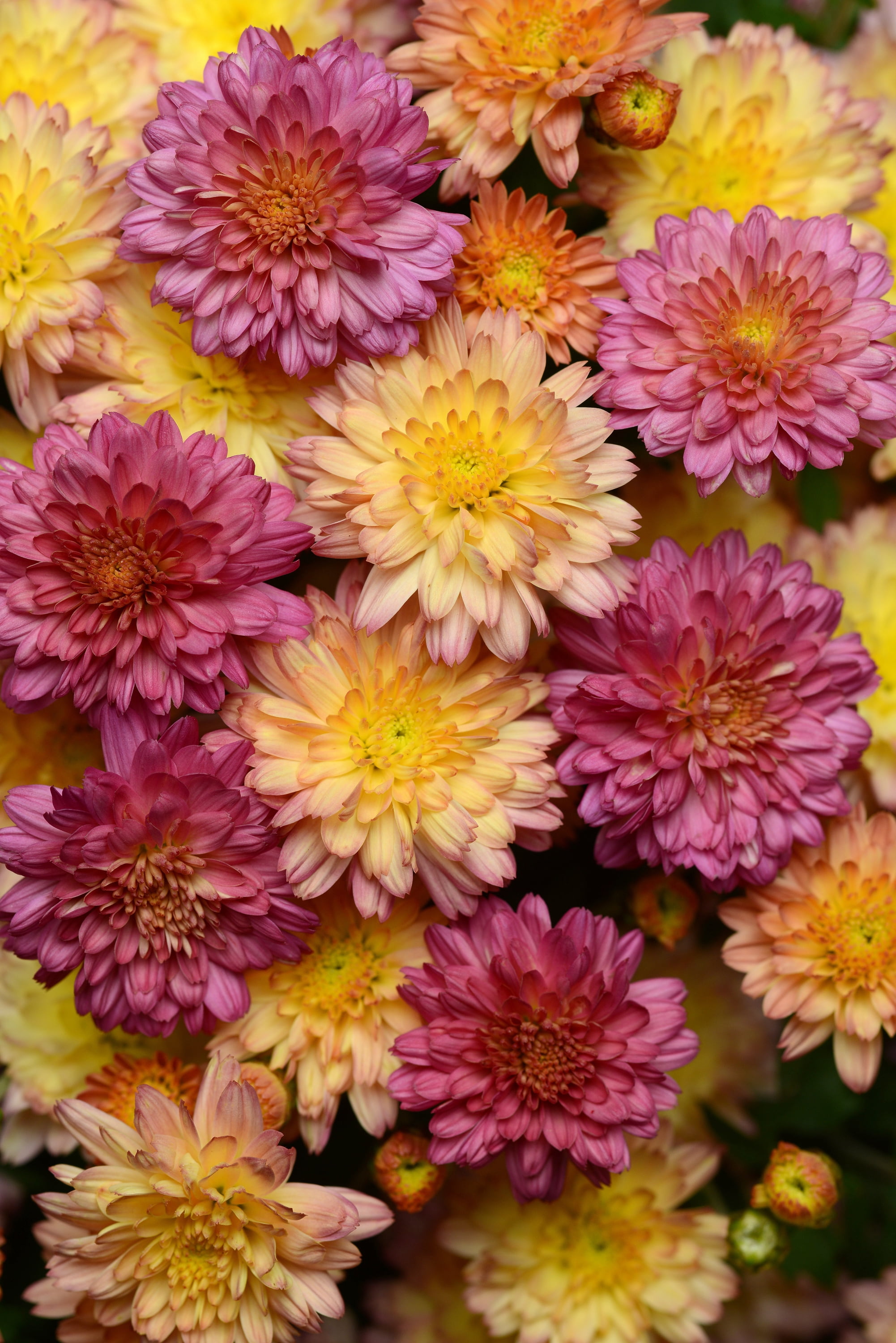Better Homes & Gardens 1.5G Tricolor Mum Live Plant in Grower Pot
