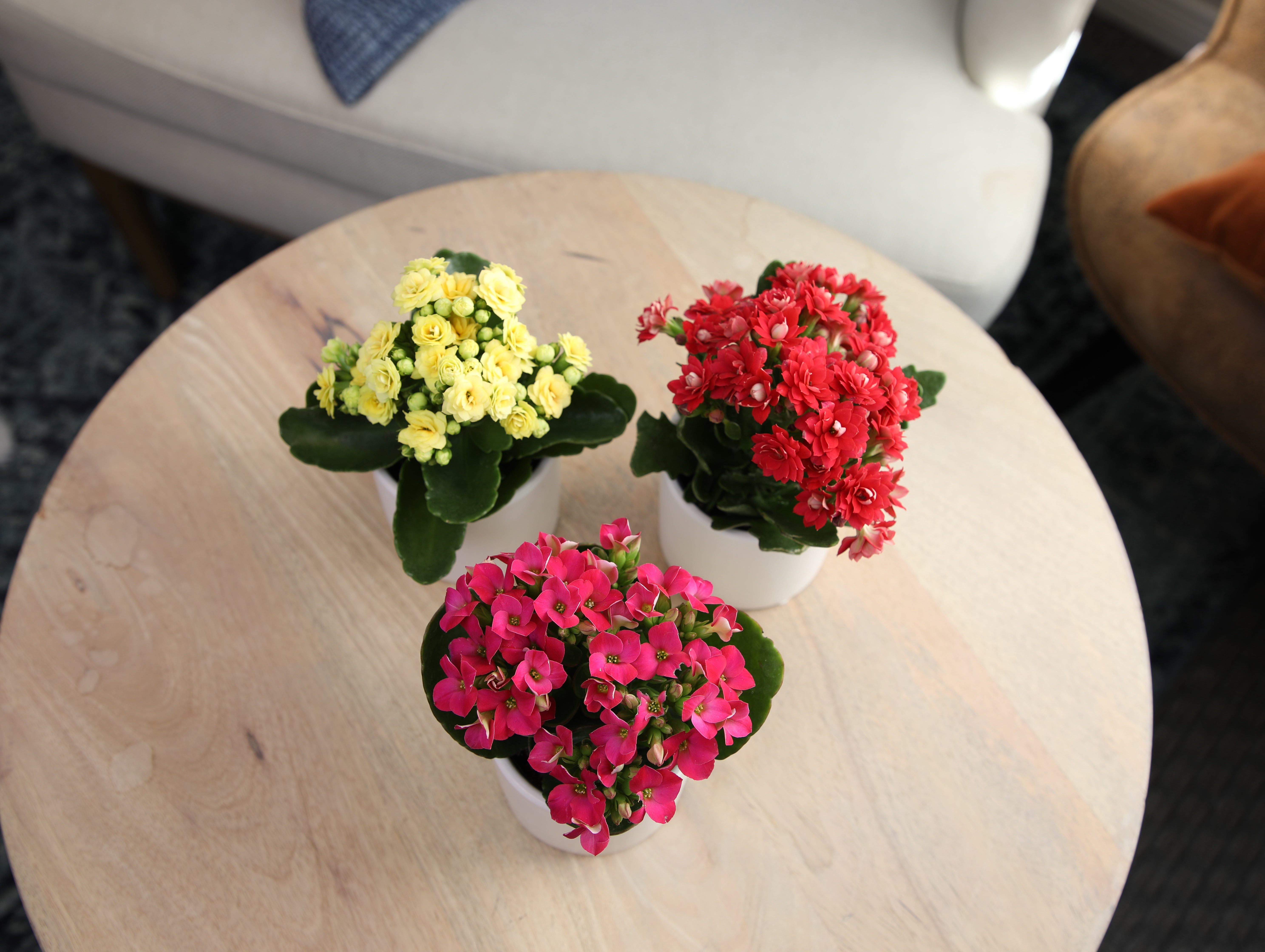 Blooming Kalanchoe Décor | 3 Live Succulent Plants in 2.5" White Planters | Element by Altman Plants