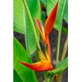 thumbnail image 2 of Engelbrecht, Lisa S. 13x18 Black Ornate Wood Framed with Double Matting Museum Art Print Titled - Heliconia, 2 of 4