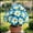 G, variant on Desert Rose, Low Maintenance - Easy Grow - Ideal for Beds Borders, Plant Pots & Planters