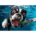 thumbnail image 5 of Willow Creek Press Underwater Dogs: Pool Pawty 1000-Piece Puzzle, 5 of 7