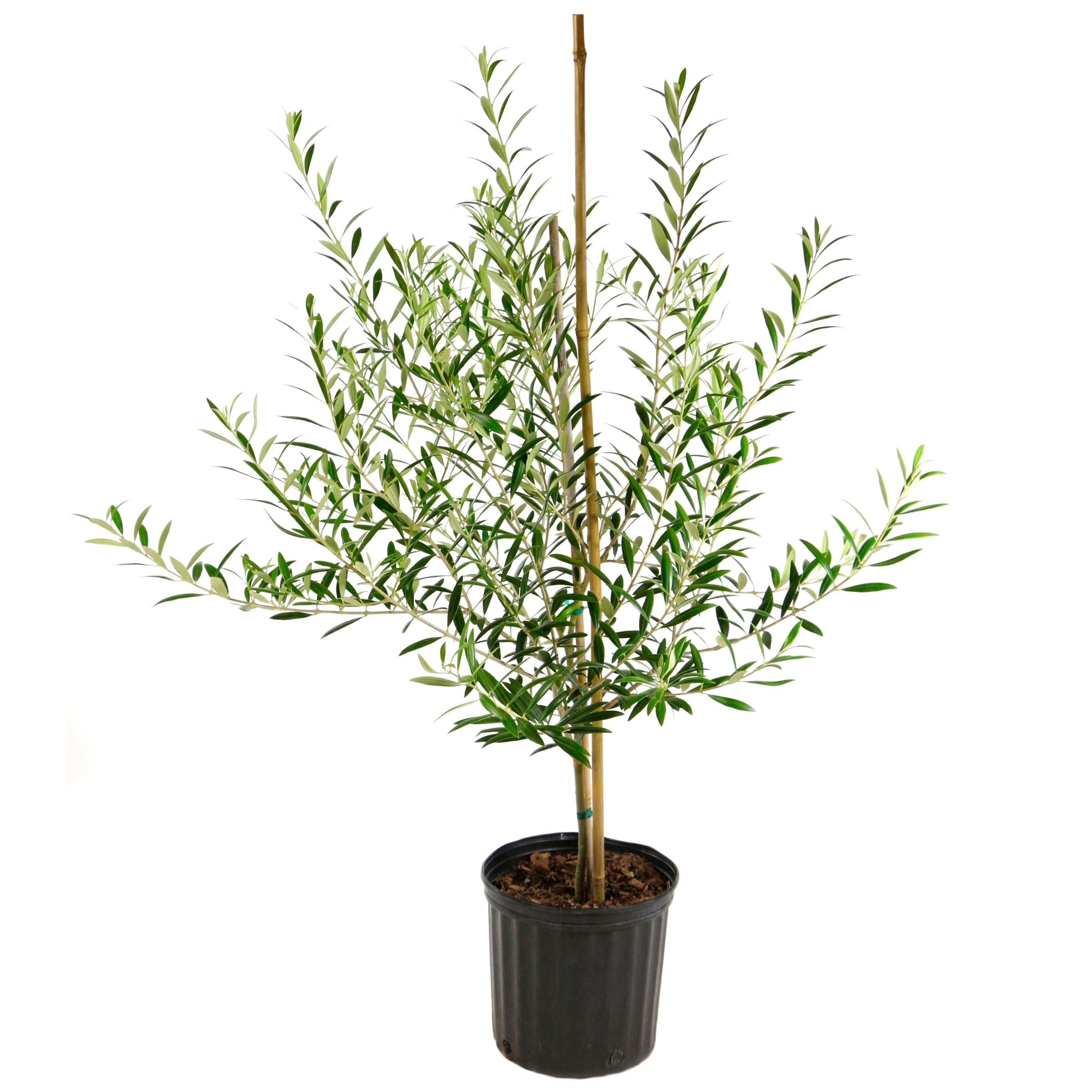 National Plant Network 3 gal. Olive Live Tree with Full Sun