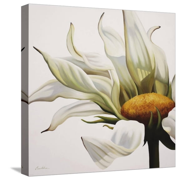 Art.com Daisy Breeze Stretched Canvas Print Wall Art by Carolina Alotus, 16" x 16"