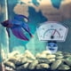 thumbnail image 3 of Termómetro de agua para acuario con termómetro de pecera de 4 piezas, 3 of 4