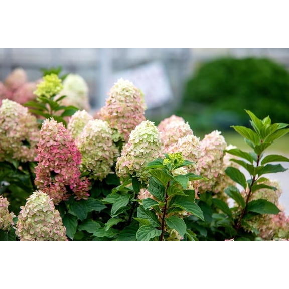 Peegee Hydrangea Seedling for Growing  1 Year Seedling  Ready to Plant 1 Seedling