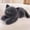 #A001 Gray Blink Cat, variant on MochiCat Kawaii Long Cat Body Pillow Plushie – Super Soft Stuffed Animal, 100% Premium PP Cotton, Cuddle Pillow for Kids Adults, 1pc