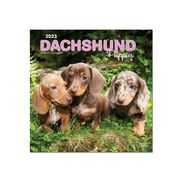 BrownTrout - 16-month calendar - wall mount - 2023 - dachshund puppies ...