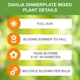 thumbnail image 3 of Garden State Bulb Multicolor Dinnerplate Dahlia Mixed Flower Bulbs, Spring Planting (Bag of 4), 3 of 8