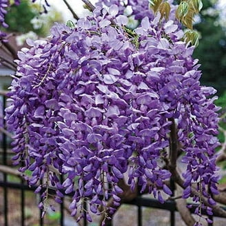 Blue Moon Hardy Reblooming Wisteria, Full Sun Outdoor Vining Plant, 2.50  Quart Pot - Walmart.com