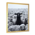 thumbnail image 2 of Designart "Black and White Solitary Goat" Animals Framed Wall Art - Traditional Grey Goat Hallway Framed Wall Art Decor, 2 of 6