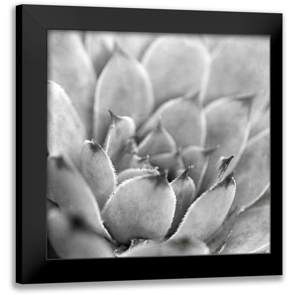 Marshall, Laura 12x12 Black Modern Framed Museum Art Print Titled - Garden Succulent I