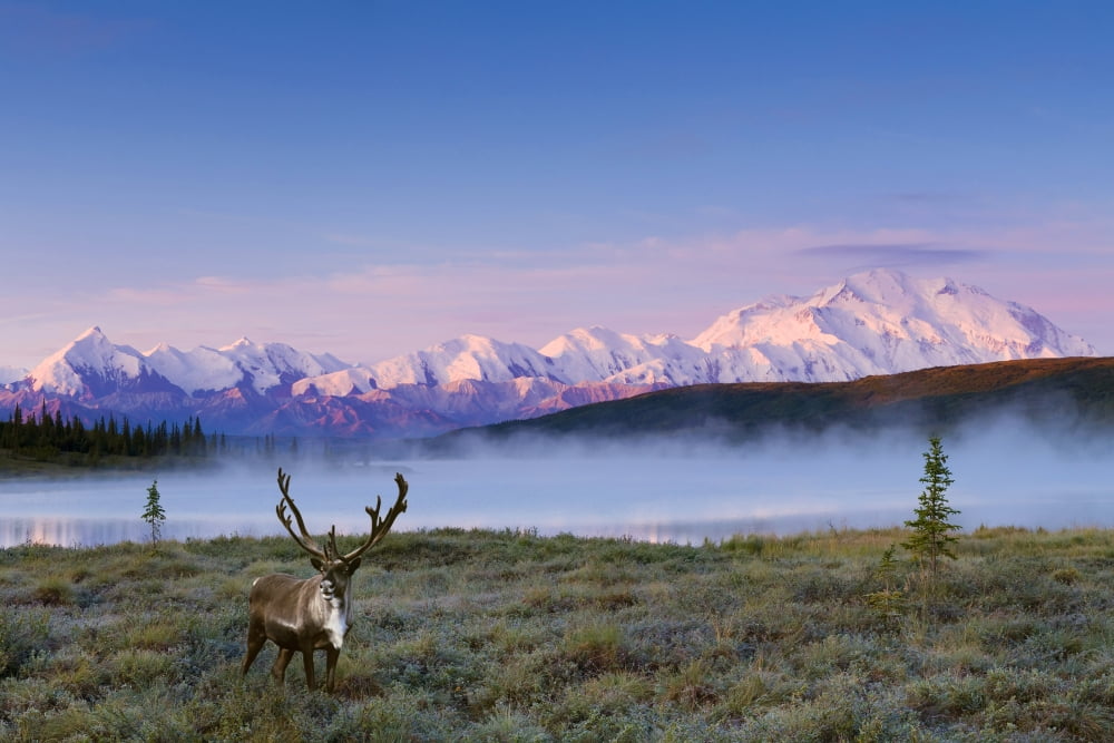 Scenic View Of Mt Mckinley And Wonder Lake On A Foggy Morning With A Bull Caribou In The Foreground Denali National Park And Preserve Interior Alaska Summer Composite Canvas Art - Michael DeYoung Des