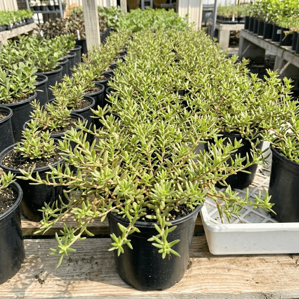 Moss Rose Portulaca Live Plant, Moss Rose Flower Plant, Random Color Blooms in 4 Inch Pot, 4-6 Inches in Height, Perennial Flower Plant