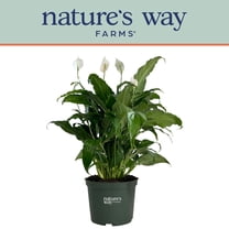Nature's Way Farms Spathiphyllum Sweet Chico Live Plant (8-15 inches tall) in growers pot